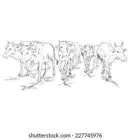 Vector Sketch Cow Herd