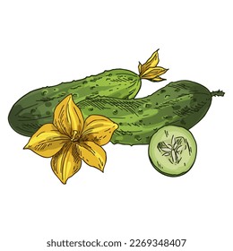 Vector sketch of a cucumber. Vegetable image