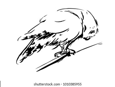 Vector sketch of the curious owl