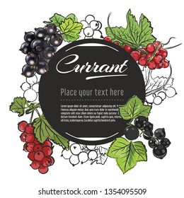Vector sketch currant banner on white background. With place for text. Hand drawn sketch fruit graphic design	