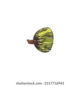Vector sketch of a cut half of a green gooseberry berry hand-drawn on a white background. This natural illustration is perfect for a design with healthy berries.