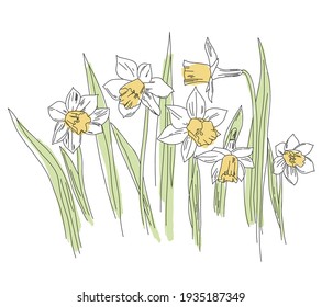 水仙花手绘high Res Stock Images Shutterstock