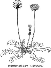 Vector sketch of the Dandelions in different life phases