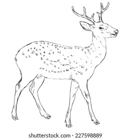 Vector Sketch Dappled Deer  Side View 