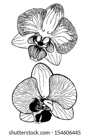 Vector sketch with decorative orchid flowers. Hand drawn illustration on white background.