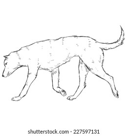 Vector Sketch Dog