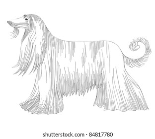 vector sketch of the dog Afghan hound breed