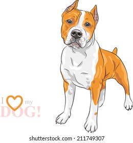 Vector sketch of the dog American Staffordshire Terrier breed 