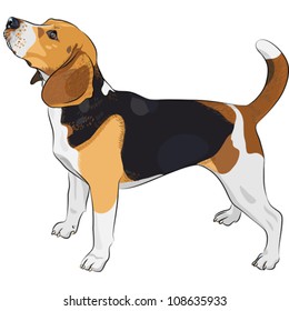 vector sketch dog Beagle breed