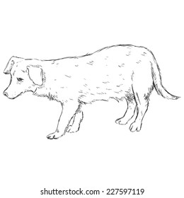 Vector Sketch Dog. Mongrel Dog.