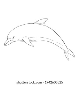 Vector Sketch Dolphin Illustration on White Background
