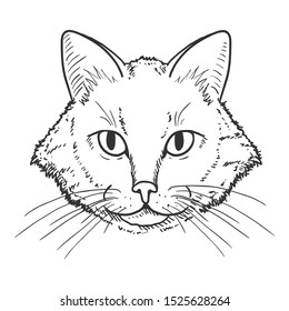 Vector Sketch Domestic Cats Portrait. Feline Face Illustration.