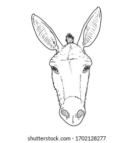 Vector Sketch Donkey Head. Front View Illustration.