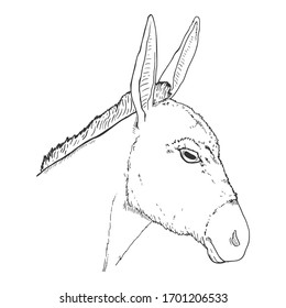 Vector Sketch Donkey Head. Side View Illustration.