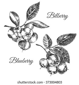 vector sketch drawing of bilberry and blueberry. vintage botanical hand drawn berry illustration