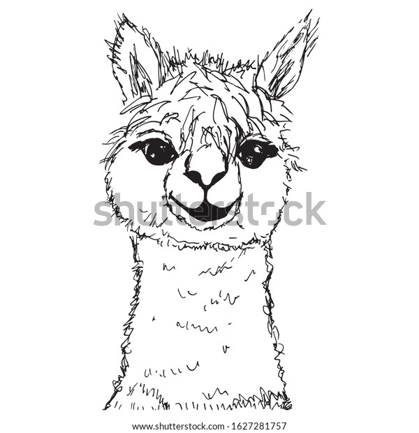 Vector Sketch Drawing Cute Alpaca Lama Stock Vector Royalty Free