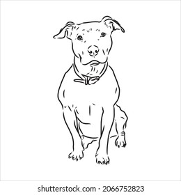 Vector sketch drawing pitbull barking pit bull terrier dog vector