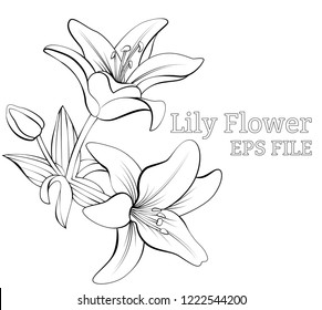Vector sketch drawn nature painting with flowers and leaves isolated with transparent background