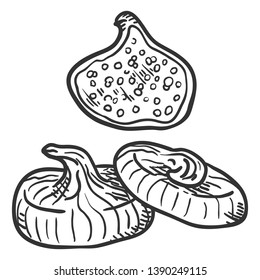 Vector Sketch Dried Fig Fruit