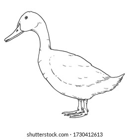 Vector Sketch Duck. Hand Drawn Illustration