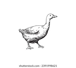 Vector sketch of a duck Hand drawn illustration of a duck