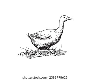 Vector sketch of a duck Hand drawn illustration of a duck