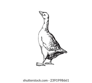 Vector sketch of a duck Hand drawn illustration of a duck
