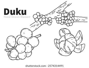 Vector sketch of Duku fruit, hand drawn black ink design. Can be edited, packaging design, fruit design ornaments, agriculture, harvest, fruit, diet, vegetarian