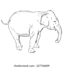 Vector Sketch Elephant