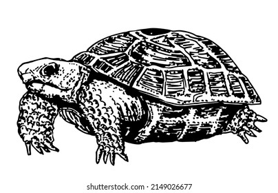 Vector sketch engraving drawing illustration of big turtle isolated on white background. Turtle icon symbol. Premium quality isolated tortoise element in trendy style.