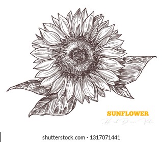 Sunflower Drawing Images Stock Photos Vectors Shutterstock