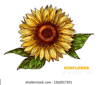 Vector sketch engraving sunflower isolated on white background. Floral vintage hand drawn style illustration. Honey flower drawing