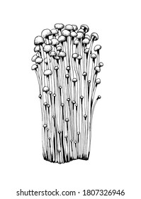 Vector sketch enoki mushrooms black white graphics, family of mushrooms, edible white tender mushroom, vegetarian, japanese mushrooms isolated on white background for printing, cookbook, logo.
