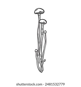 Vector sketch of enoki mushrooms. Hand-drawn drawing of fresh organic enoki mushrooms on a white background. The illustration is perfect for Asian dishes.