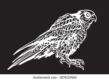 Vector sketch of falcon isolated on black, illustration, bird