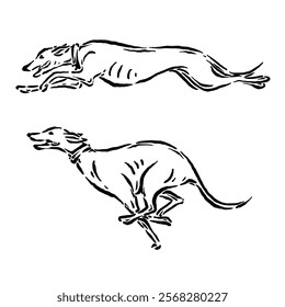 vector sketch of a fast runner dog in two styles and with a unique design in a simple and elegant vintage style