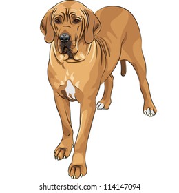 vector sketch of the fawn dog Great Dane breed