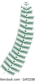 Vector sketch of fern branches with green leaves.