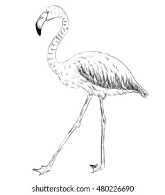 vector sketch of a flamingo. hand drawn illustration