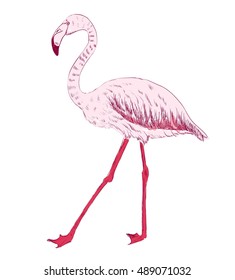 vector sketch of a flamingo. hand drawn illustration
