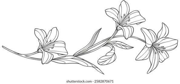 Vector Sketch Floral Botany. flower drawings. Black and white with line art on white backgrounds. Hand Drawn Botanical Illustrations. Vector eps