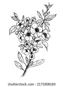 Vector Sketch of Floral Branch with Flowers and leaves in outline style. Hand drawn black illustration of blooming quince