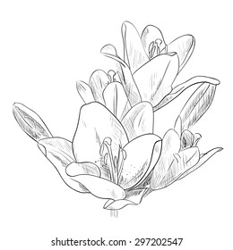 Vector sketch of flower. Hand draw illustration.