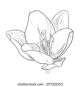 Vector sketch of flower. Hand draw illustration.