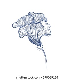 Vector sketch flower, hand drawn illustration of beautiful iris, isolated on white