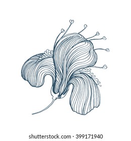 Vector sketch flower, hand drawn illustration of beautiful iris, isolated on white
