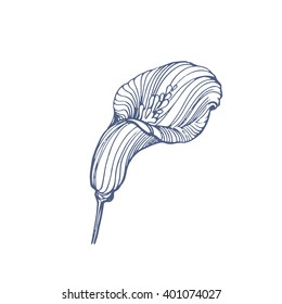 Vector sketch flower, hand drawn illustration of beautiful iris, isolated on white