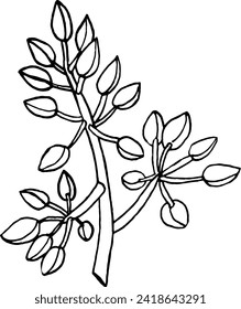 Esbozo vectorial de ramas de aguacate floridas.Dibujo manual en blanco y negro