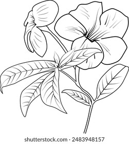 Vector sketch of flowers, Allamanda cathartica line drawings, hand-painted Allamanda cathartica wall art, botanical Allamanda cathartica wall art, simple Allamanda cathartica 