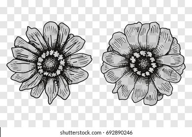 Vector sketch of flowers. Illustration on a transparent background
